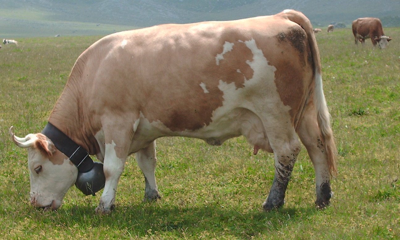 Simental sığır